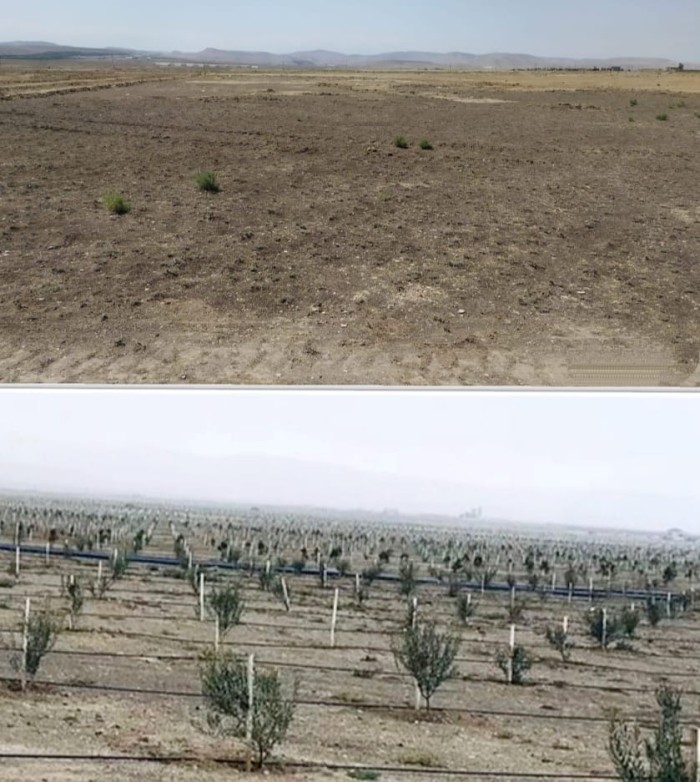 Son bir ay ərzində ölkə üzrə 600 mindən çox ağac əkilib - FOTO