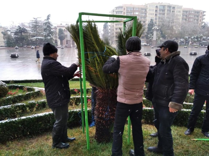 Gəncədə bitkilərin şaxtadan qorunması üçün tədbirlər həyata keçirilir 