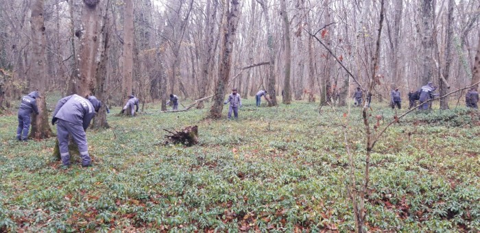 Milli parkın ərazisində ağaclar ziyanvericilərdən təmizlənib - FOTO