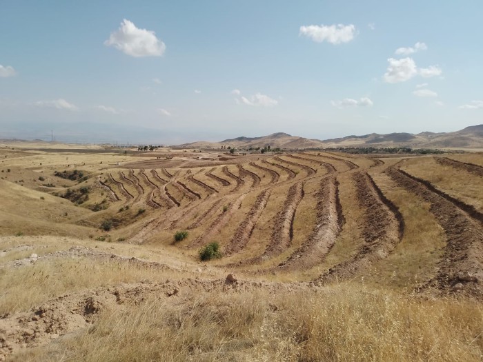 Qarabağda "Dostluq Meşəsi" Kompleksində ağacəkmə tədbirləri keçirilir - FOTO