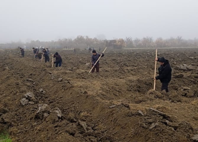 Yevlaxda 10 000 tut tingi əkilib - FOTOLAR