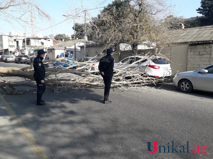 Bakıda külək ağacı maşının üzərinə aşırdı - FOTO