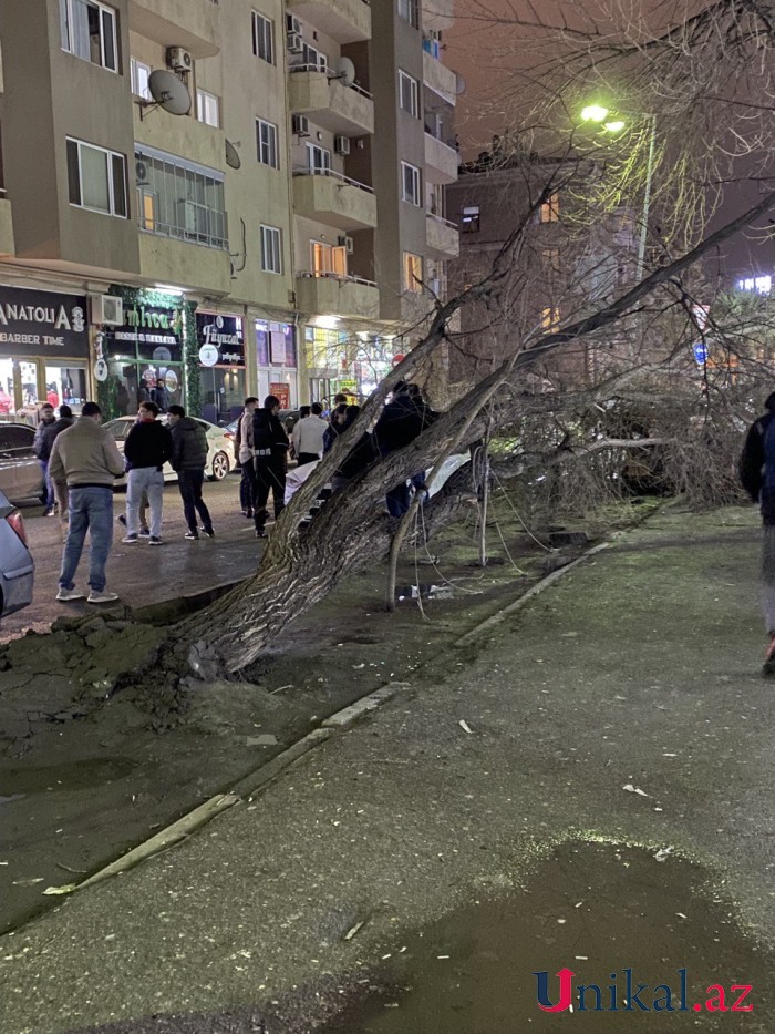 Bakıda ağac avtomobillərin üzərinə aşdı - VİDEO/FOTOLAR