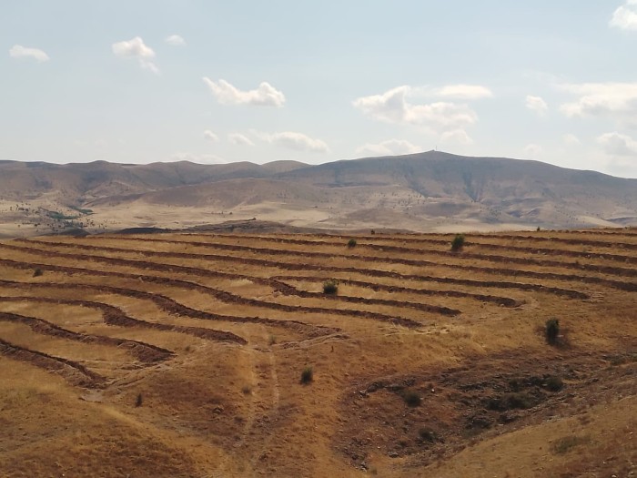 "Dostluq Meşəsi"ndə ağacəkmə tədbirləri davam edir - FOTOLAR