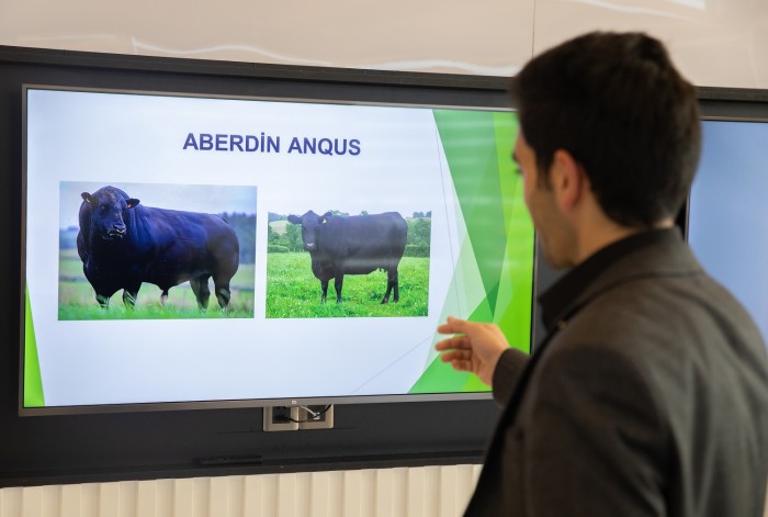 “Aberdin-Anqus” cinsli inəklərin satışına başlanılıb - FOTOLAR