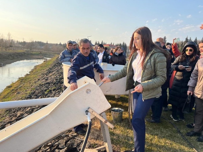 Viləş çayına balıq körpələri buraxıldı - FOTOLAR