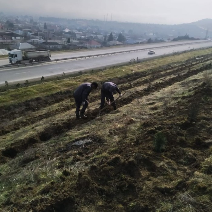 Od çərşənbəsində 34 min ağac əkildi - FOTOLAR