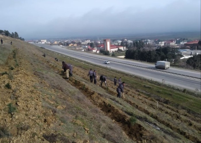 Od çərşənbəsində 34 min ağac əkildi - FOTOLAR