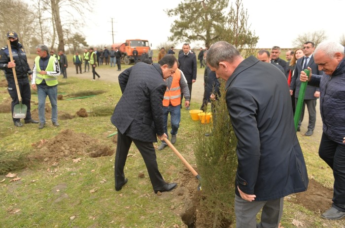 Lənkəranda Heydər Əliyevin 100 illiyi ilə bağlı agacəkmə aksiyası keçirilib - FOTO