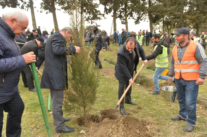 Lənkəranda Heydər Əliyevin 100 illiyi ilə bağlı agacəkmə aksiyası keçirilib - FOTO