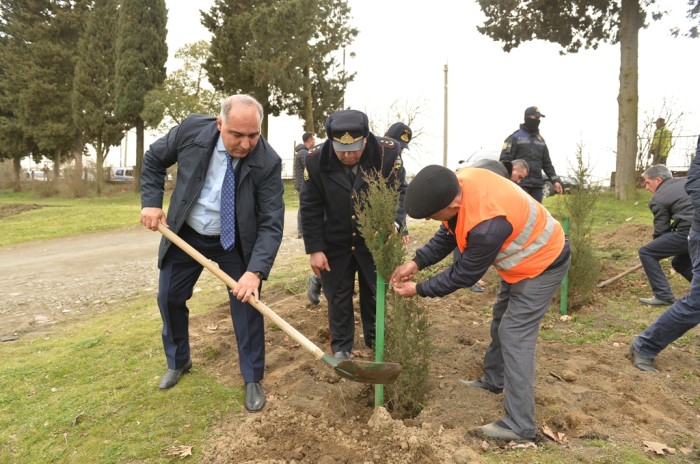 Lənkəranda Heydər Əliyevin 100 illiyi ilə bağlı agacəkmə aksiyası keçirilib - FOTO