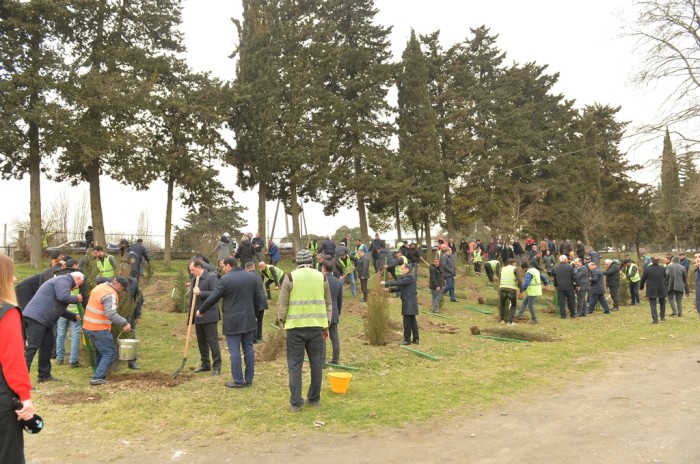 Lənkəranda Heydər Əliyevin 100 illiyi ilə bağlı agacəkmə aksiyası keçirilib - FOTO