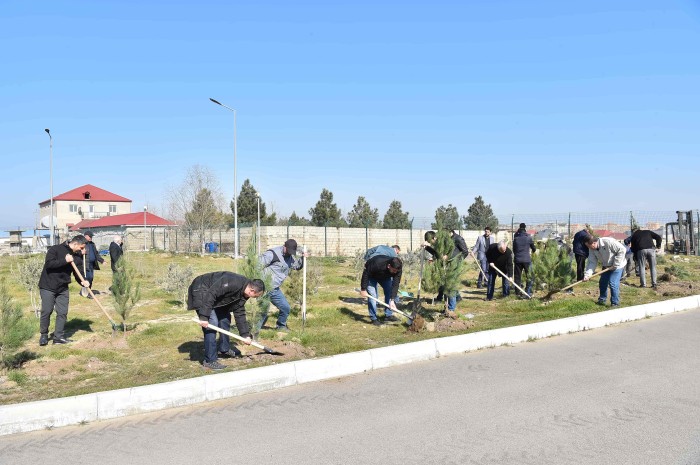 "Azərsu" ASC ağacəkmə aksiyası keçirdi - FOTOLAR