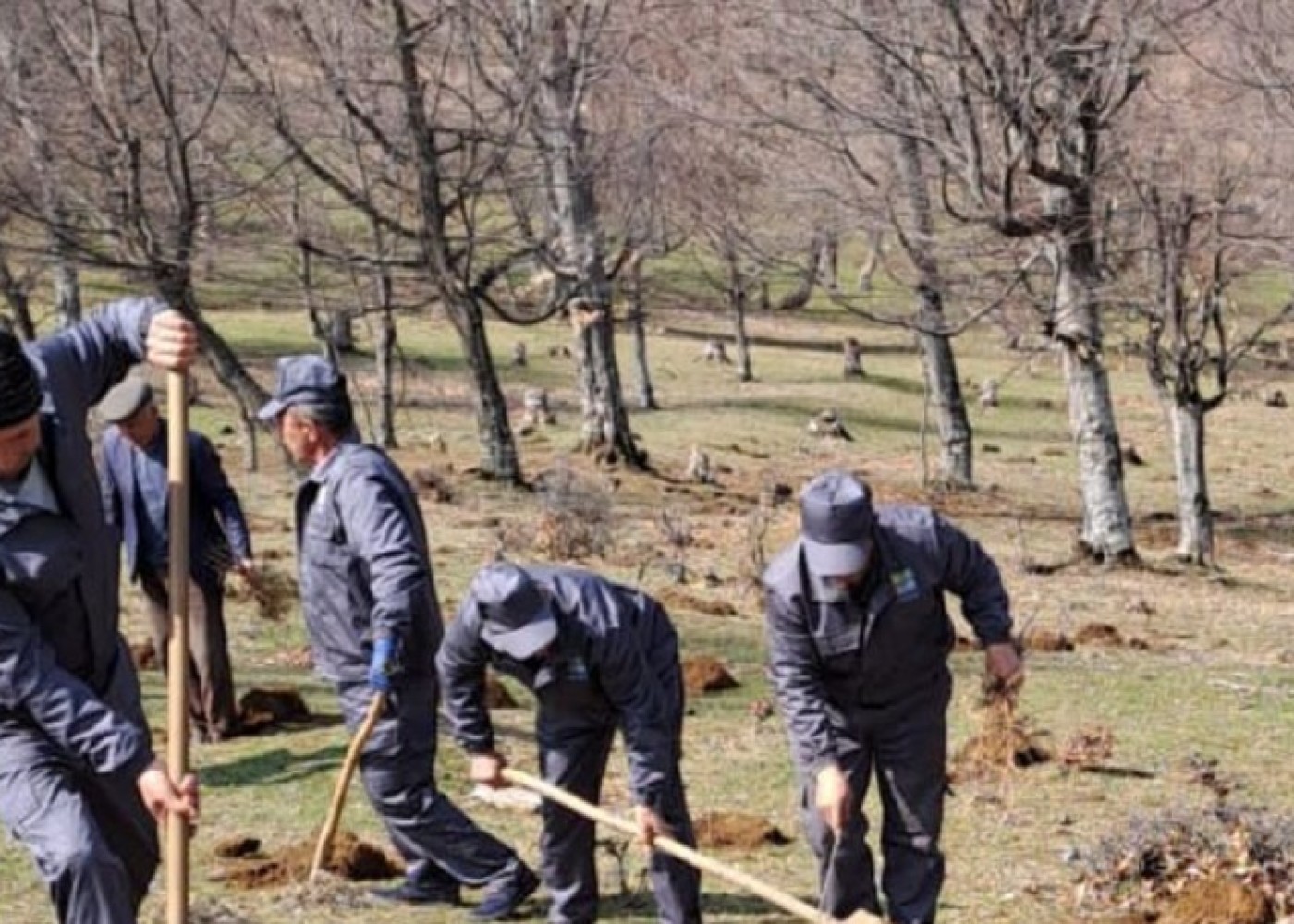 Meşə fondu torpaqlarında 800 mindən çox ağac əkilib - FOTOLAR