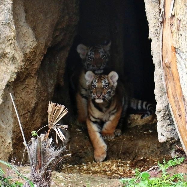 Bakı Zooparkında pələng balaları doğuldu - FOTOLAR