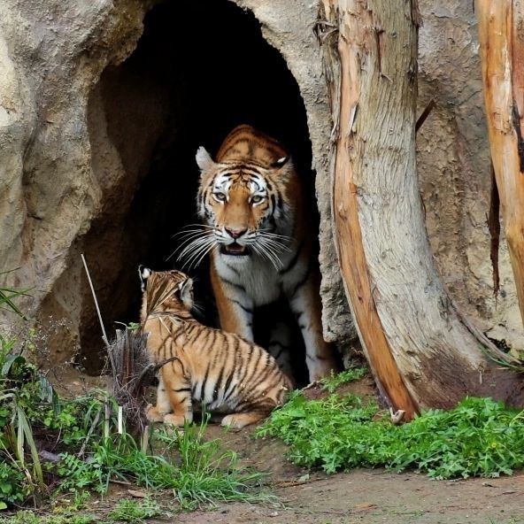 Bakı Zooparkında pələng balaları doğuldu - FOTOLAR