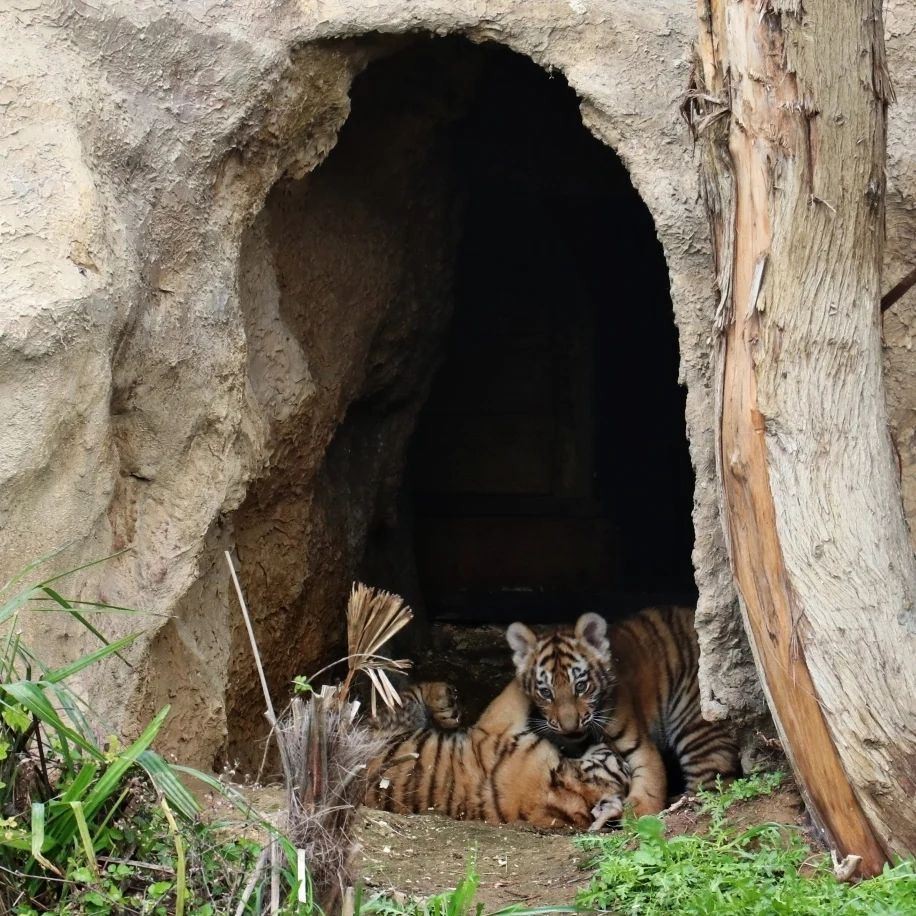 Bakı Zooparkında pələng balaları doğuldu - FOTOLAR