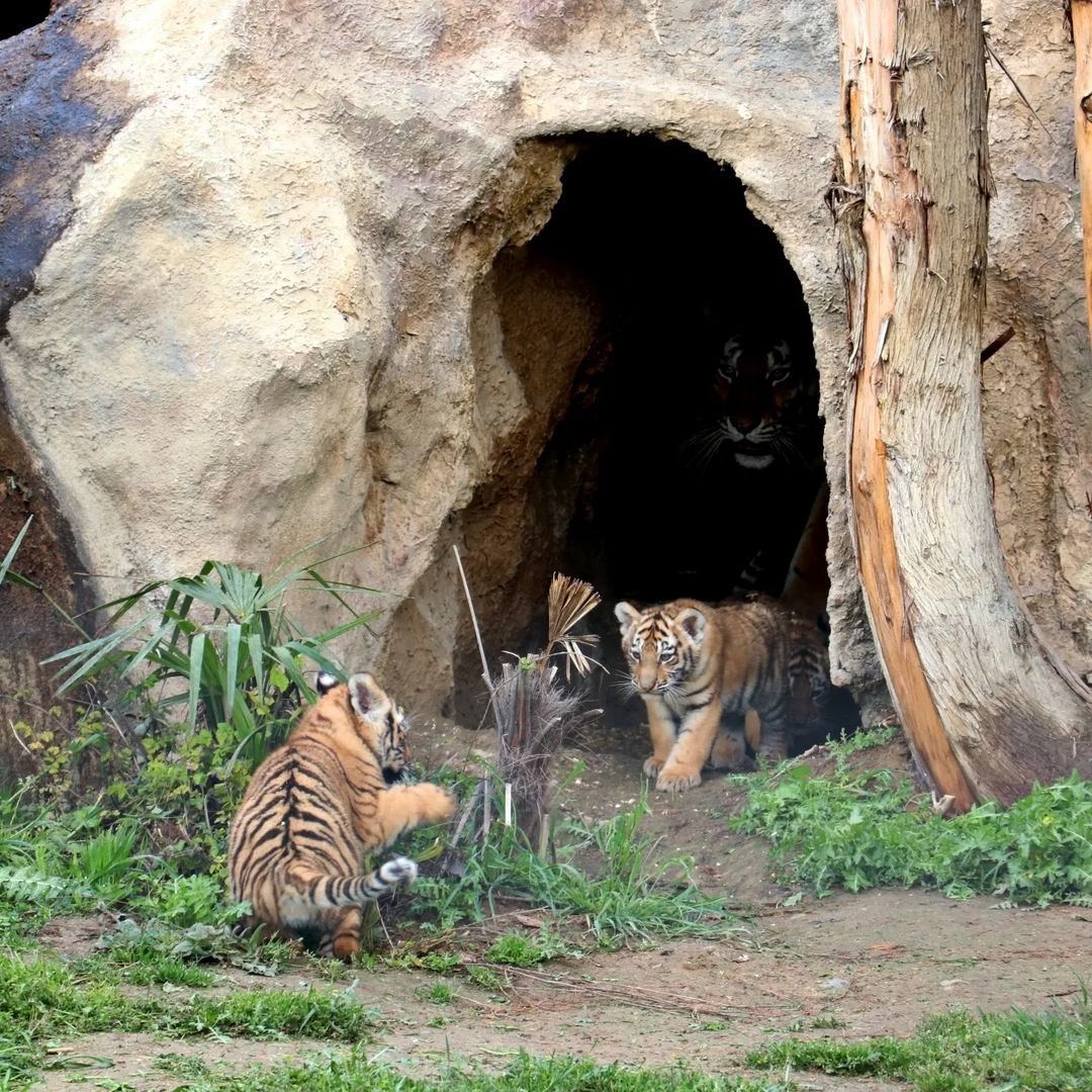 Bakı Zooparkında pələng balaları doğuldu - FOTOLAR