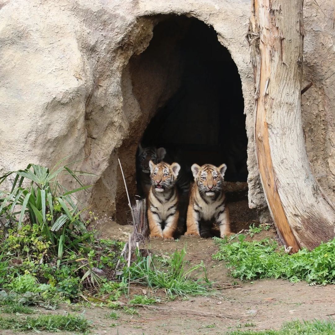 Bakı Zooparkında pələng balaları doğuldu - FOTOLAR