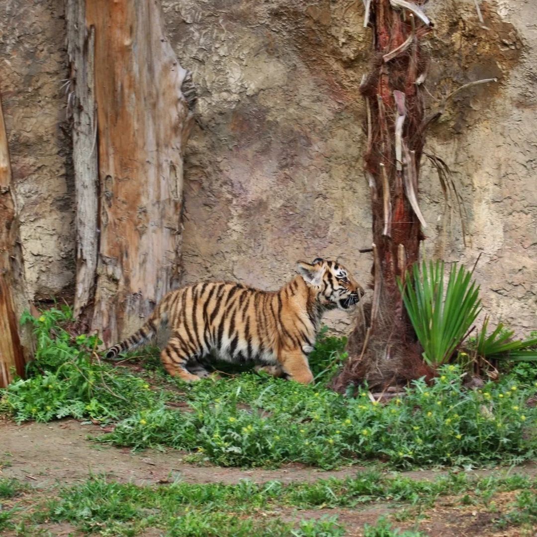 Bakı Zooparkında pələng balaları doğuldu - FOTOLAR