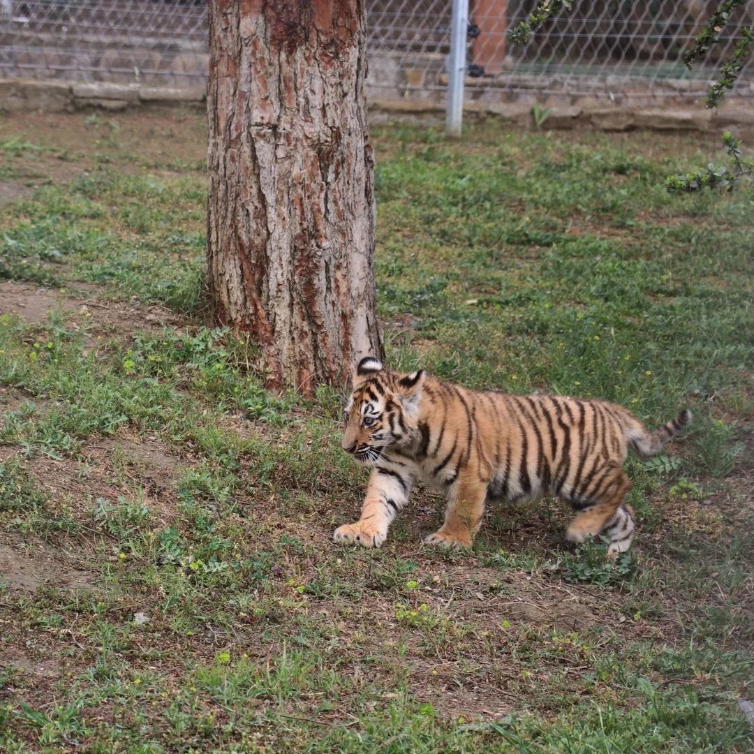 Bakı Zooparkında pələng balaları doğuldu - FOTOLAR