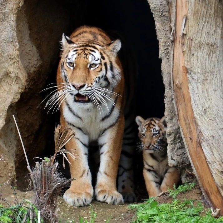 Bakı Zooparkında pələng balaları doğuldu - FOTOLAR