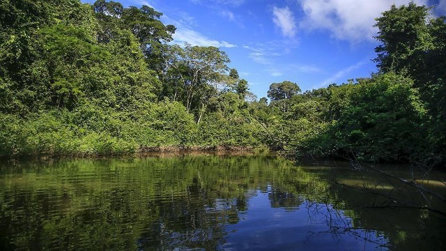 Amazon meşələri 15 milyondan çox xəstəliyin qarşısını alır 