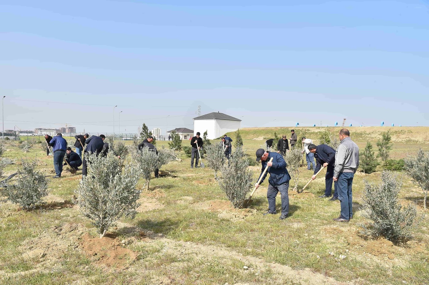 "Azərsu" ağacəkmə aksiyası keçirdi - FOTOLAR