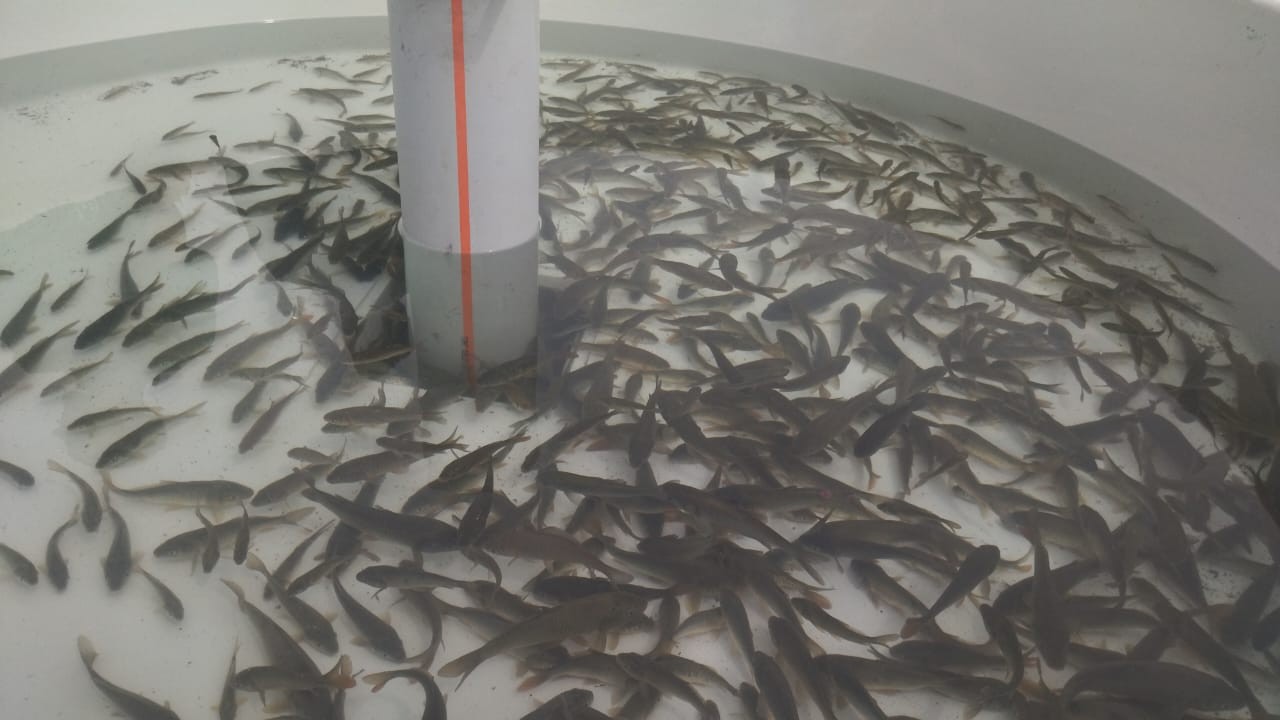 Ağdamda Xaçınçay su anbarına balıq körpələri buraxıldı - FOTO