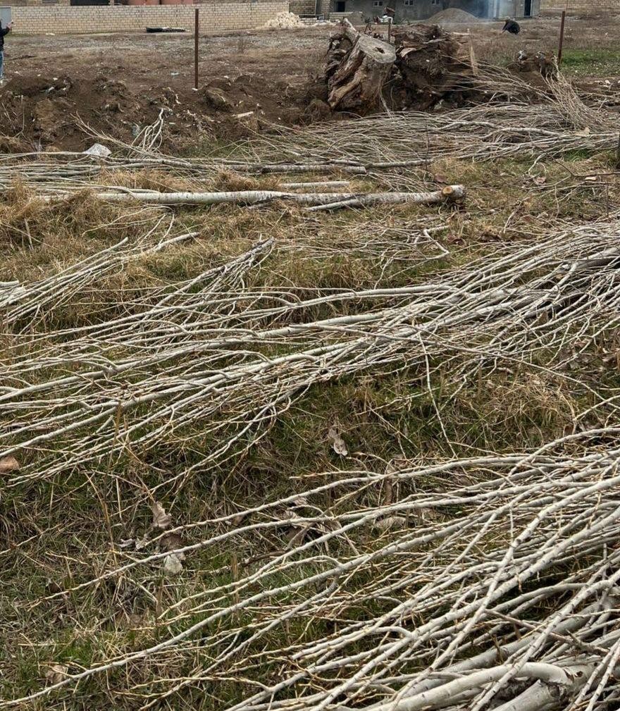 Sumqayıt, Hacıqabul və Samuxda ağaclar qanunsuz kəsilib - FOTO