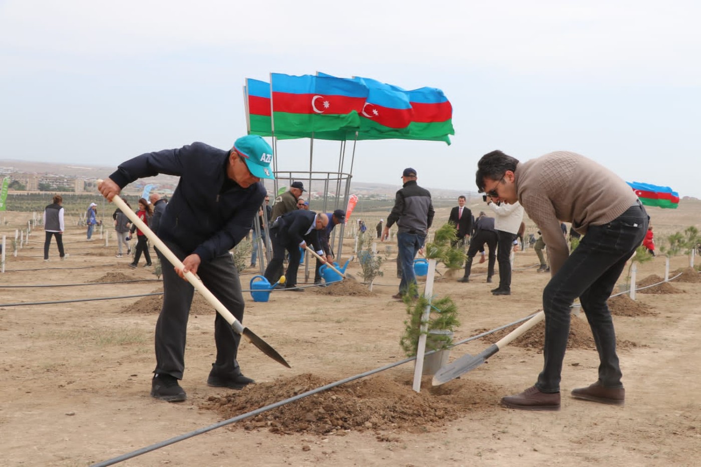 Muxtar Babayev və Əli Əsədov birlikdə ağac əkdi - FOTOLAR