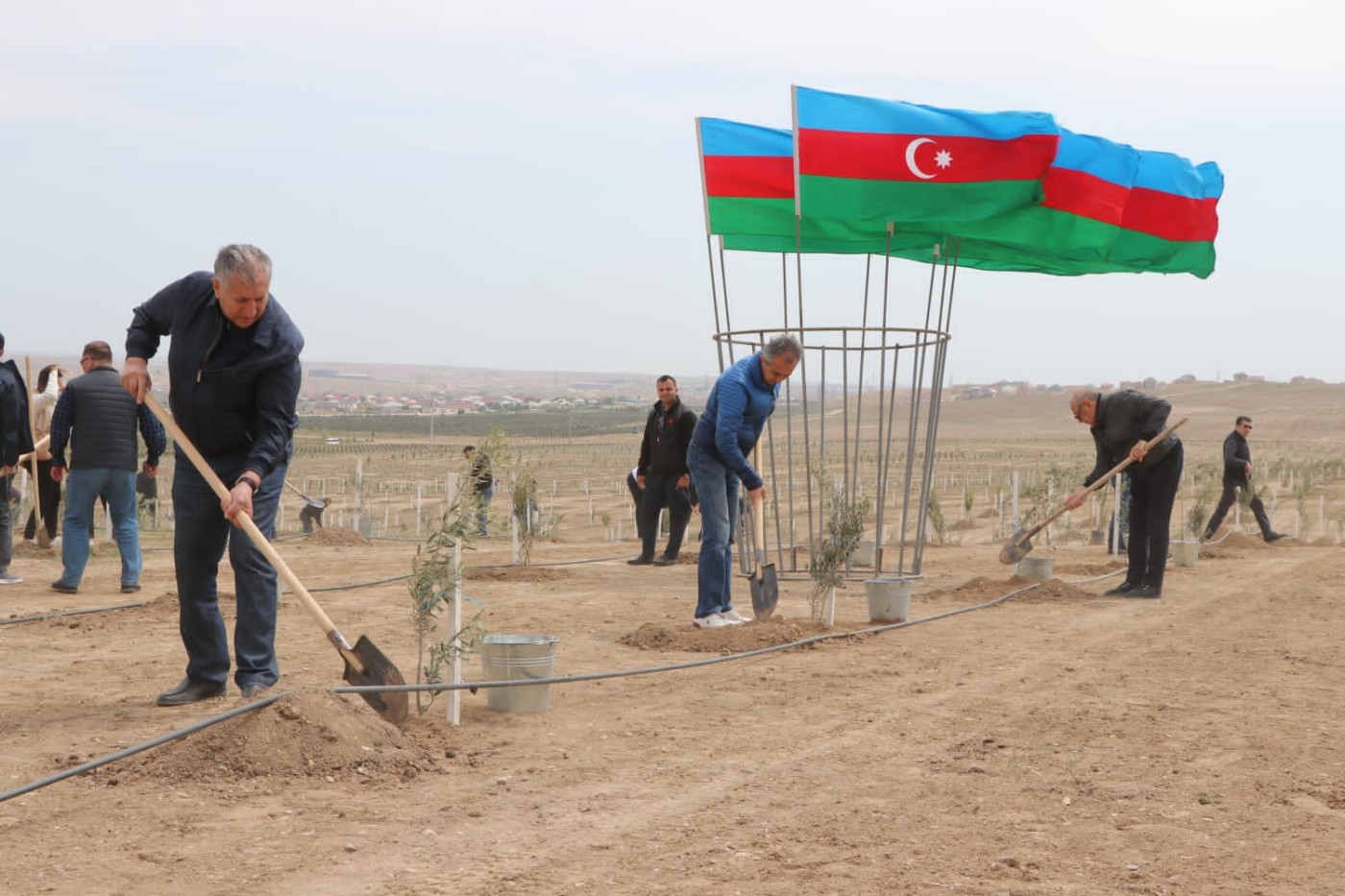 Muxtar Babayev və Əli Əsədov birlikdə ağac əkdi - FOTOLAR