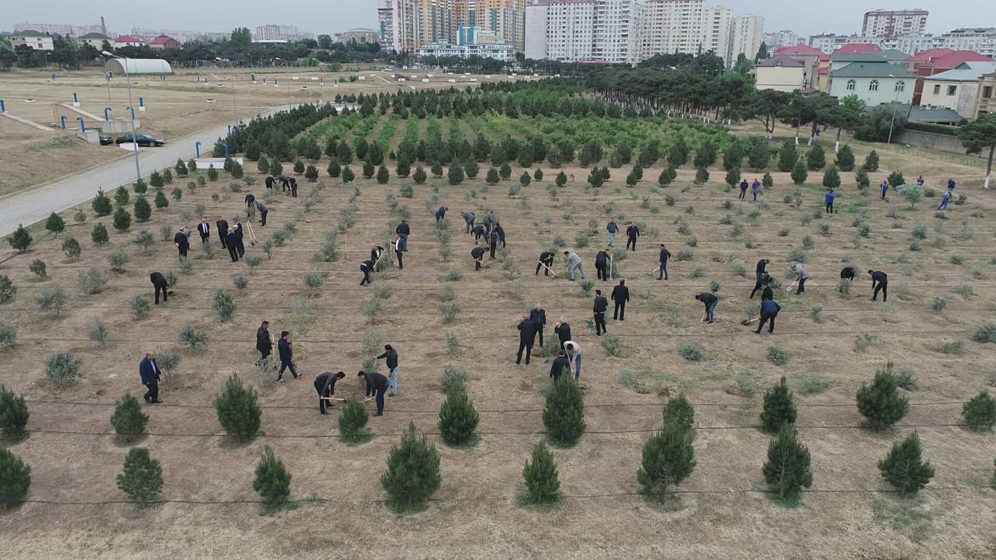 “Azərsu” ASC tərəfindən ağacəkmə aksiyası keçirildi - FOTOLAR