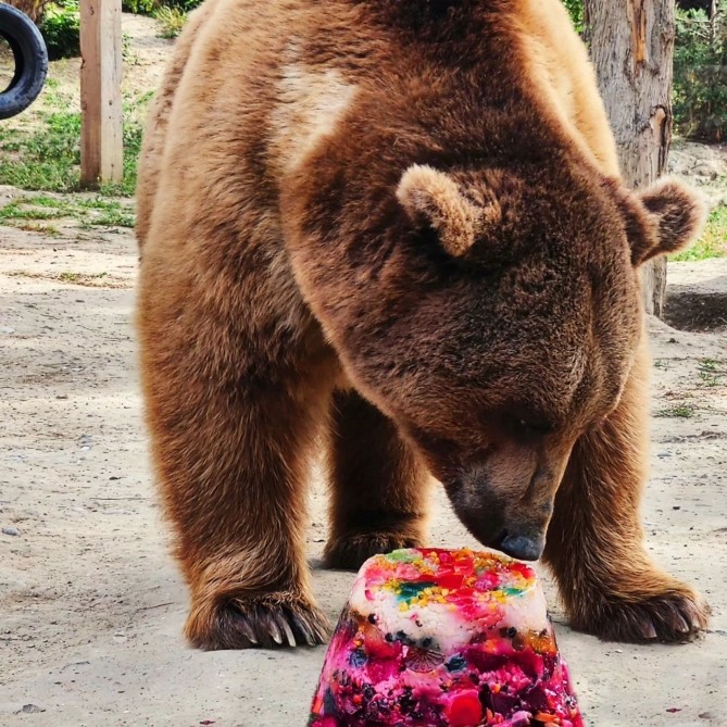 Bakı Zooparkında ayının doğum günü qeyd olundu - FOTO