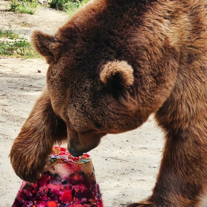 Bakı Zooparkında ayının doğum günü qeyd olundu - FOTO