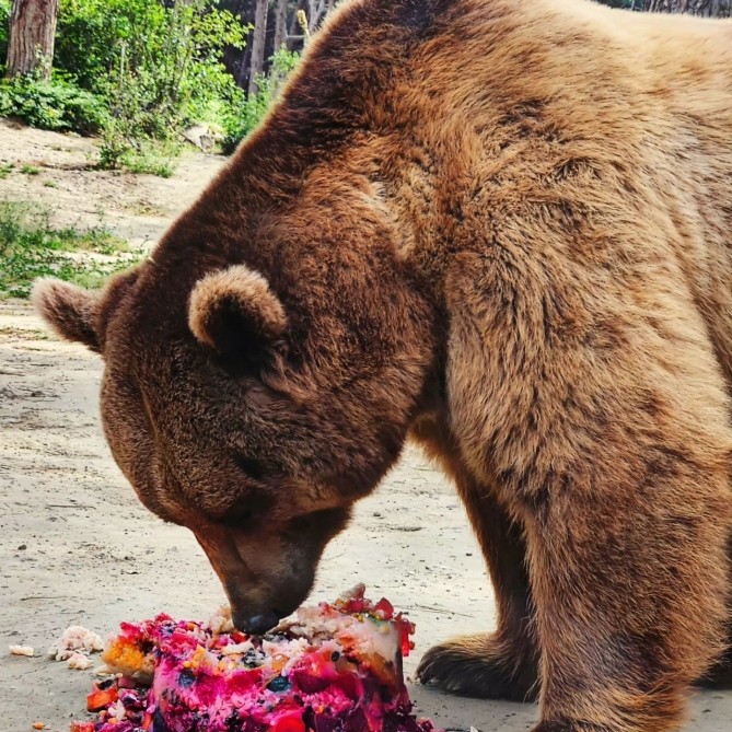 Bakı Zooparkında ayının doğum günü qeyd olundu - FOTO