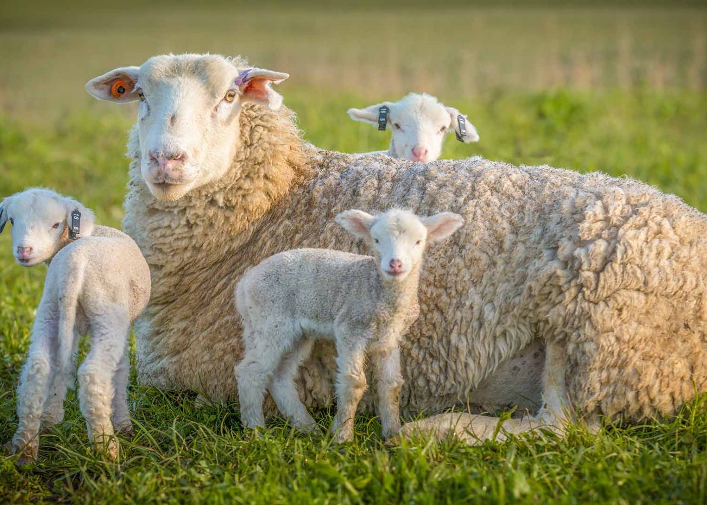 AQTA Qurban bayramına hazırlığa başladı 