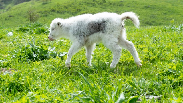 Laçında yerləşən yak təsərrüfatında 28 buzov doğulub - FOTOLAR