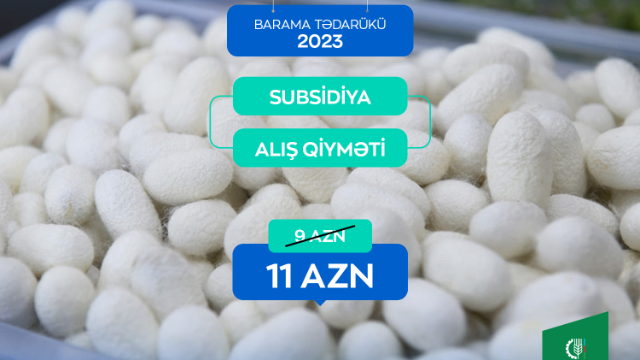 Tədarük məntəqələrinə 328 ton yaş barama təhvil verilib 