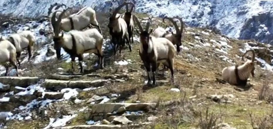 Heydər Əliyevin sərəncamı ilə yaradılan ilk milli parkın 20-ci ildönümüdür - FOTOLAR