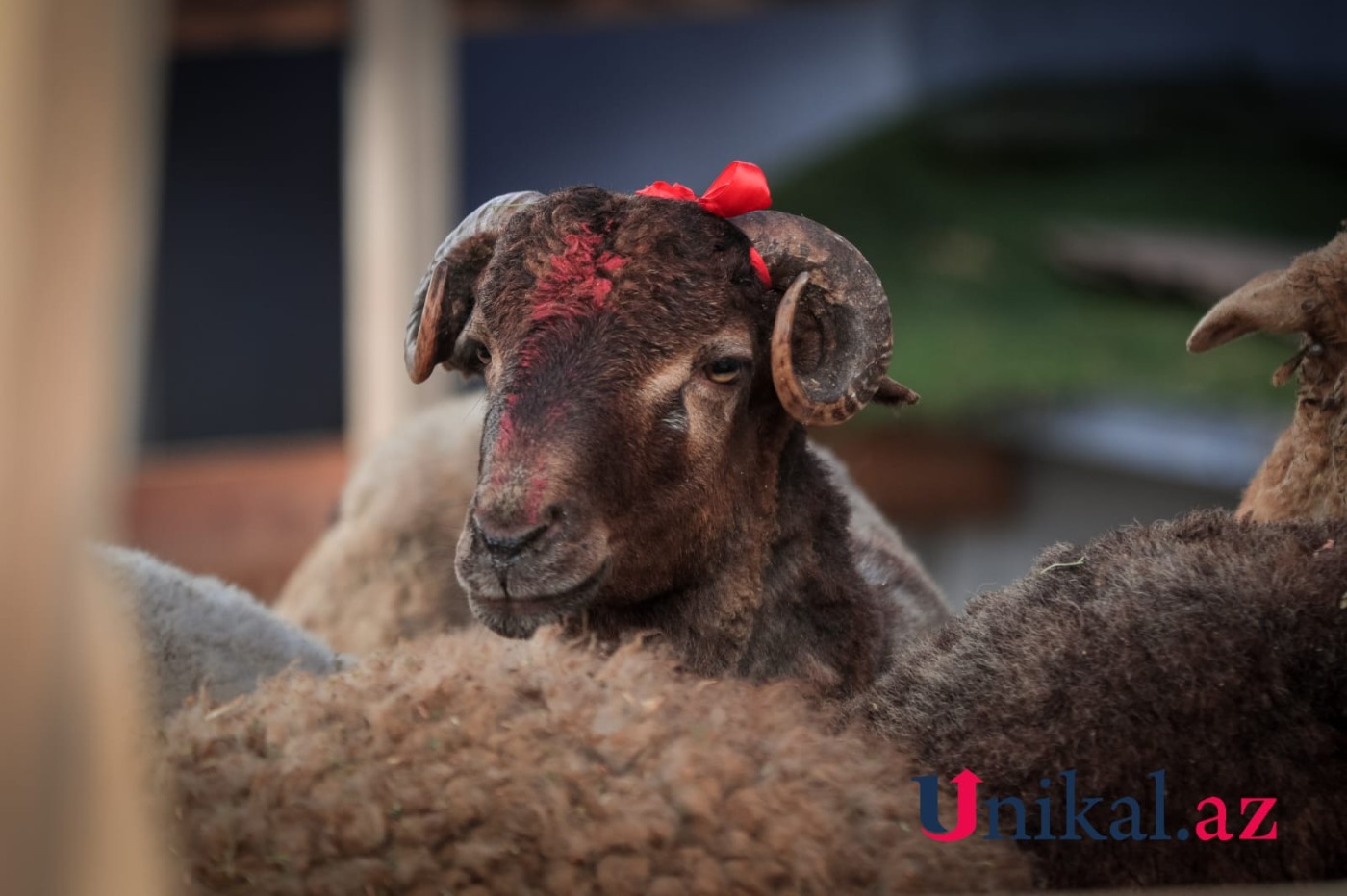 Bakı sakinləri qurban kəsir - FOTOLAR