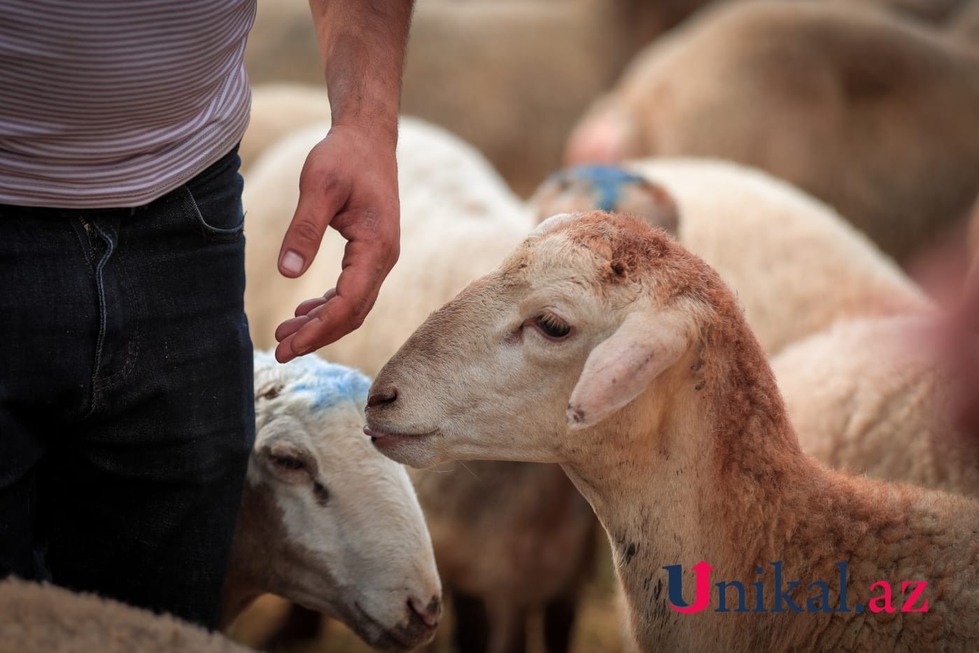 Bakı sakinləri qurban kəsir - FOTOLAR