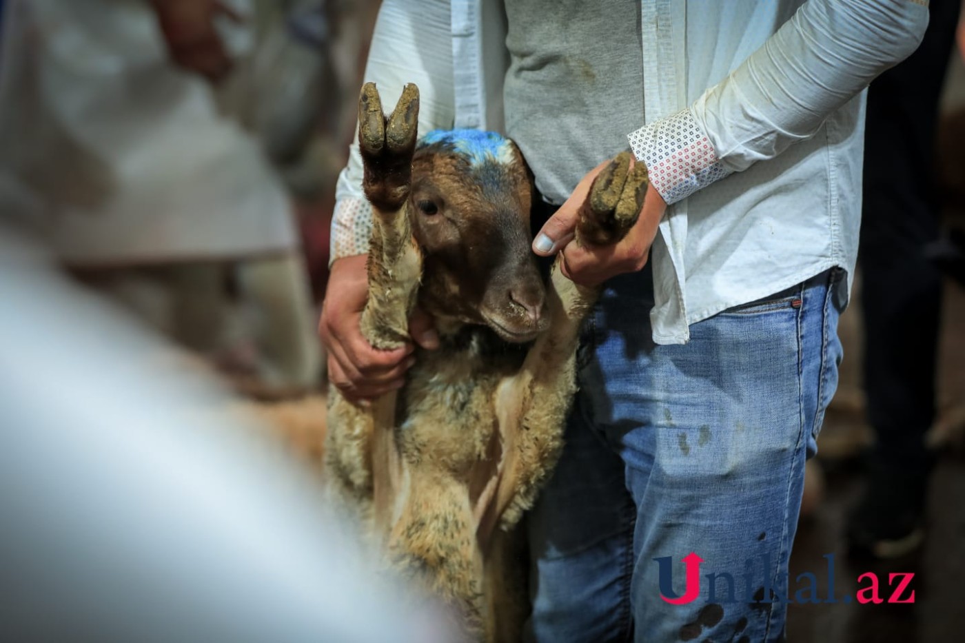 Bakı sakinləri qurban kəsir - FOTOLAR