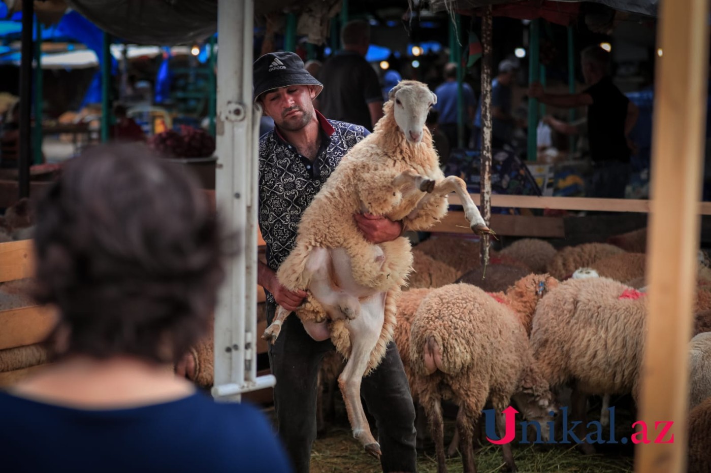 Bakı sakinləri qurban kəsir - FOTOLAR