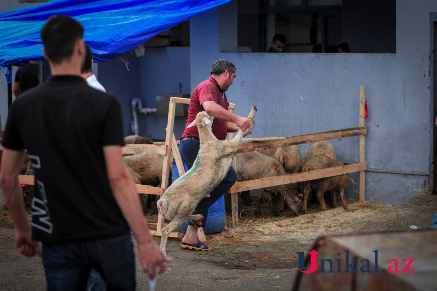 Bakı sakinləri qurban kəsir - FOTOLAR