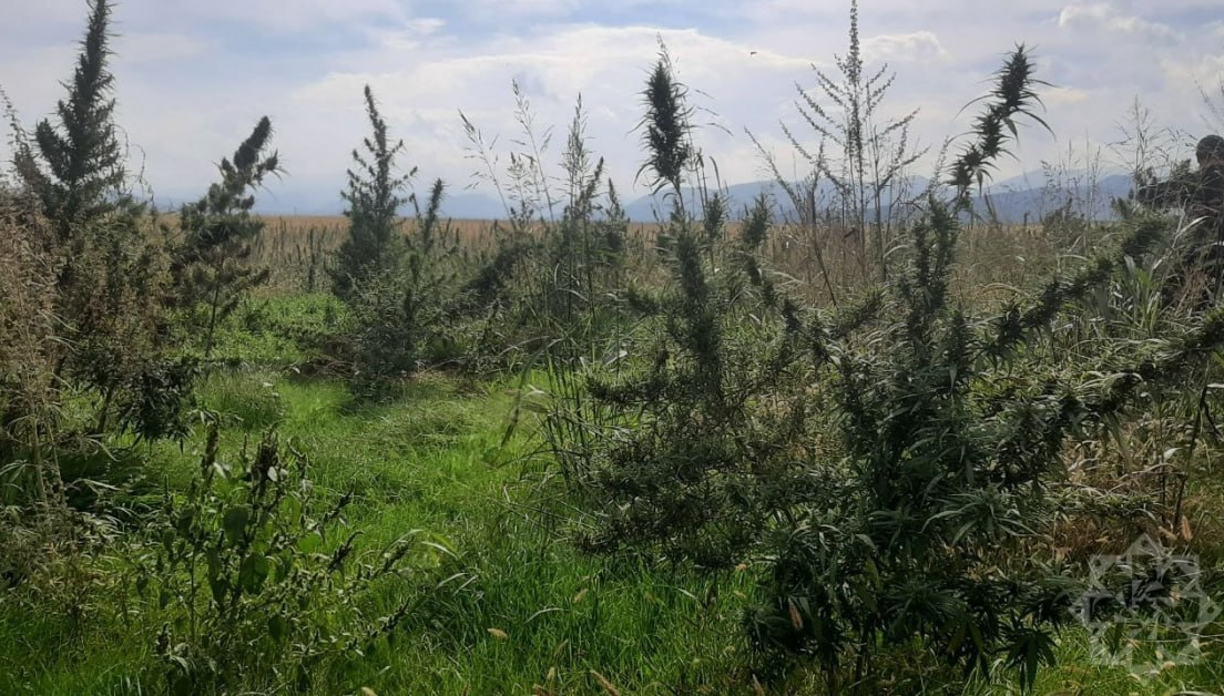 Xocalıda narkotik plantasiyası aşkarlandı - FOTO