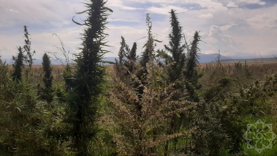 Xocalıda narkotik plantasiyası aşkarlandı - FOTO