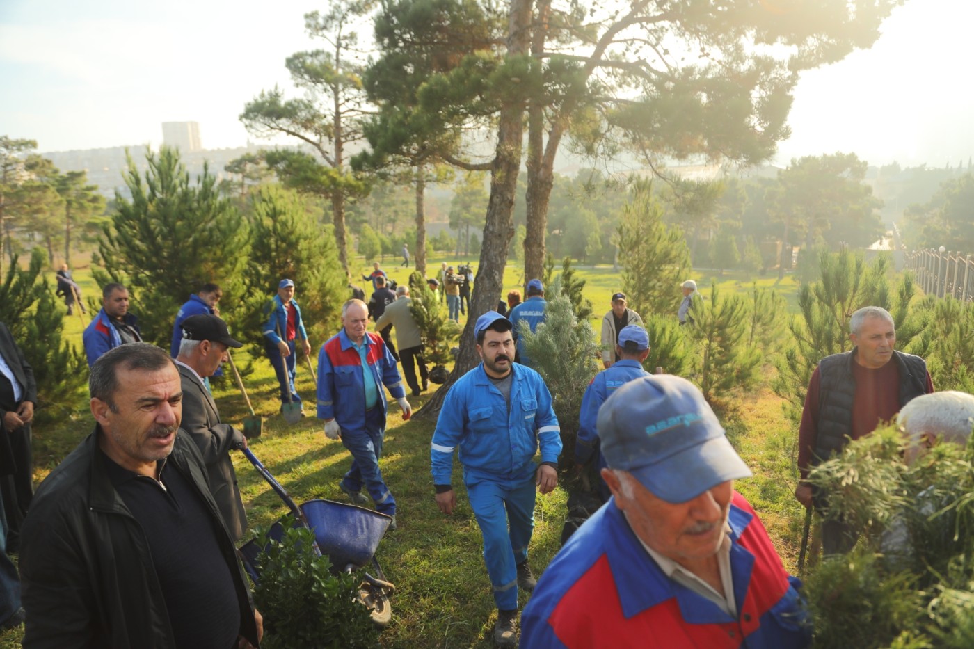 Xətai rayonunda ağacəkmə aksiyası keçirilib - FOTOLAR