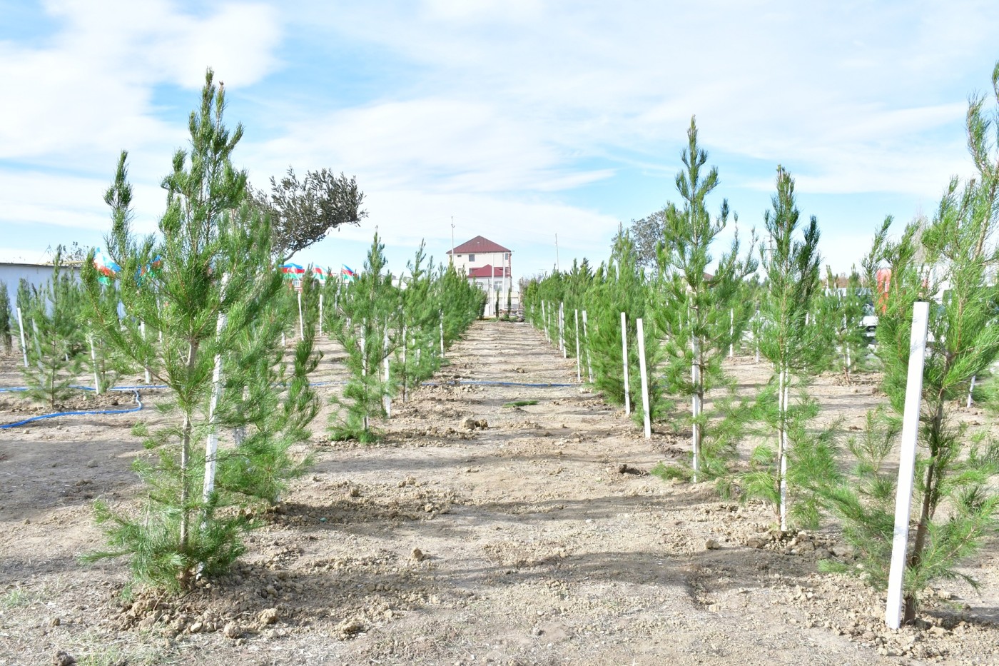 Abşeronda “Heydər Əliyev İli” çərçivəsində genişmiqyaslı ağacəkmə aksiyası keçirildi - FOTOLAR