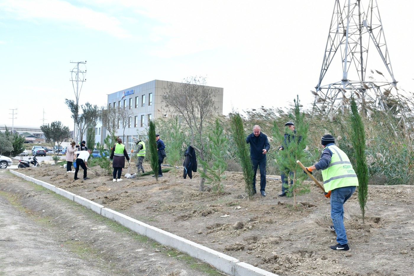 Abşeronda “Heydər Əliyev İli” çərçivəsində genişmiqyaslı ağacəkmə aksiyası keçirildi - FOTOLAR